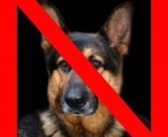 verbod-3-hond
