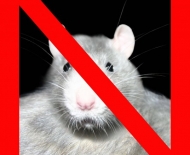 verbod-8-rat