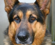 01_2hond
