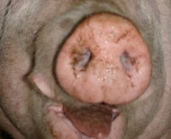 03_2varken