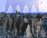collage-montage-7