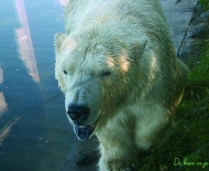 c-bear-poster_recto_cmyk_300dpi_