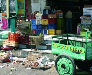 testudo-recto-quadri